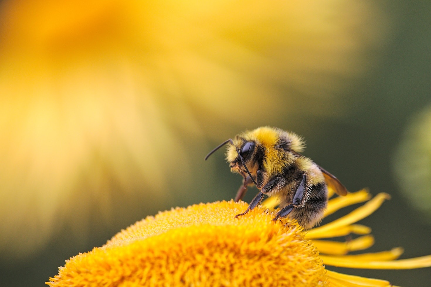 Top Ways to Help Honey Bees Thrive