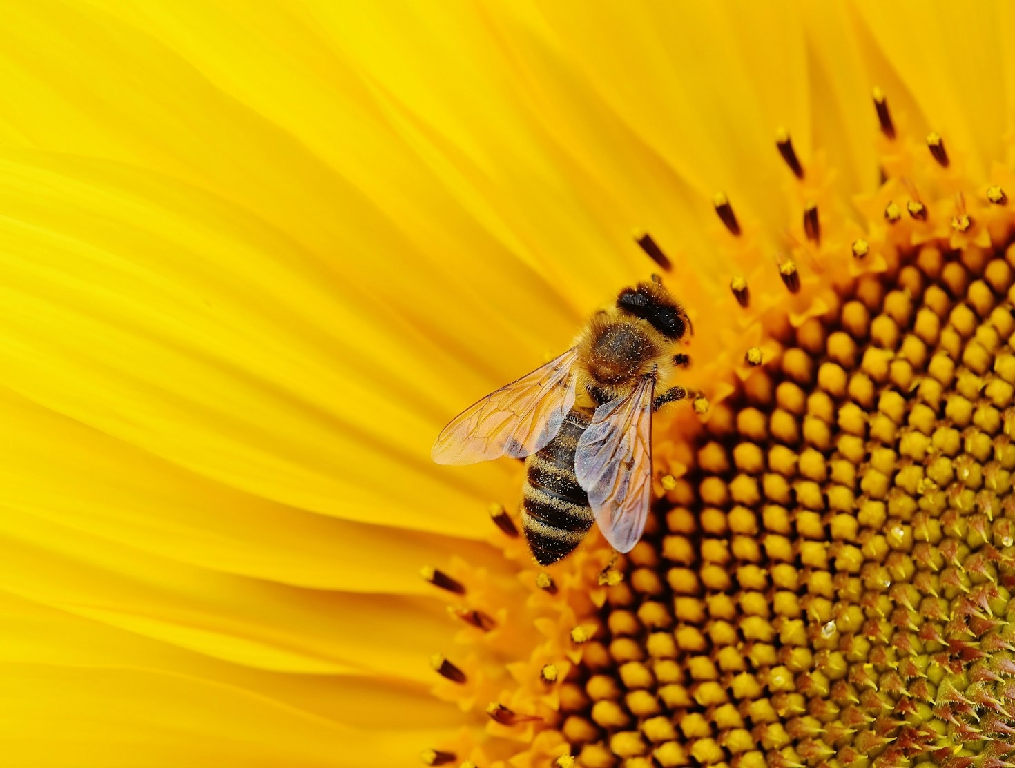 How Hot Weather Affects Bees and Their Habitats