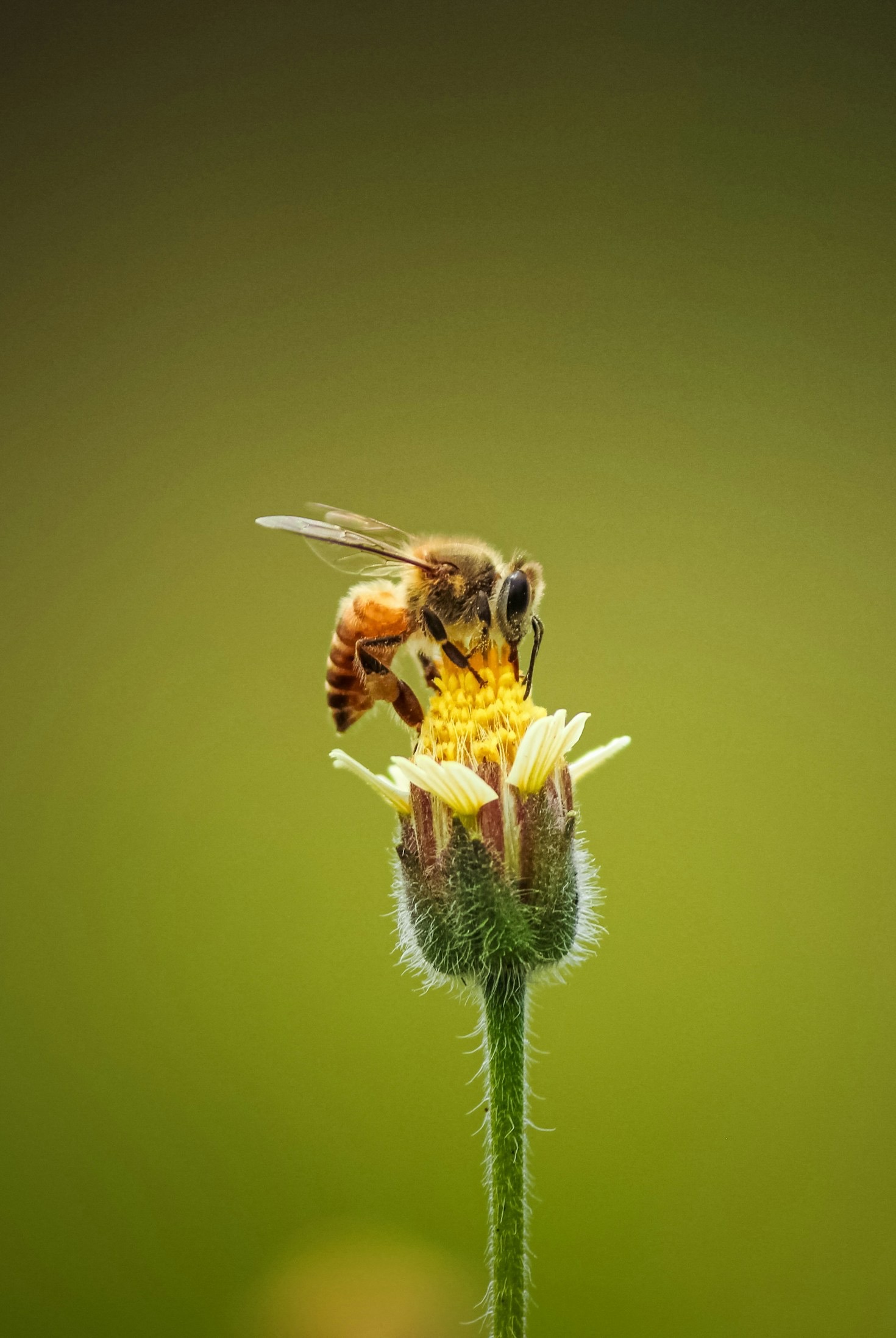 Understanding the Amazing Life of Honey Bees