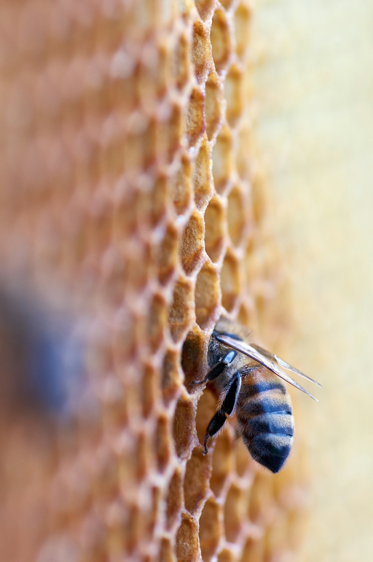 Why Bee Conservation Is Vital for Ecosystems