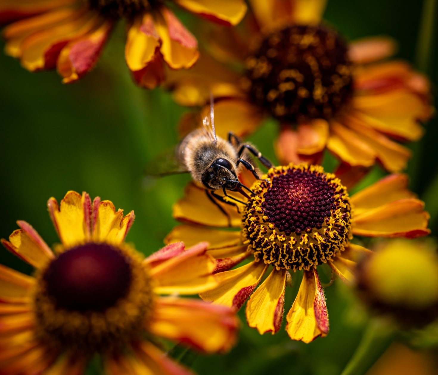 Tips for Building a Bee-Friendly Garden