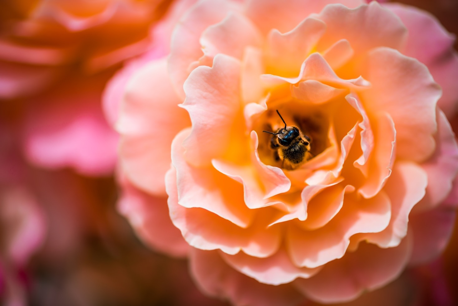 The Role of Bees in Pollination and Food Production