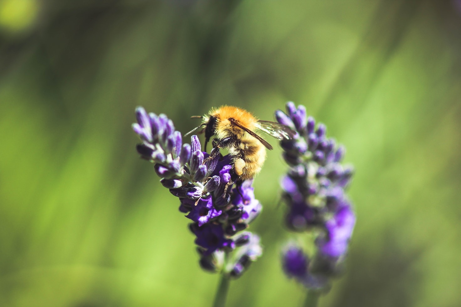 Practical Guides to Supporting Bees During Heat Waves